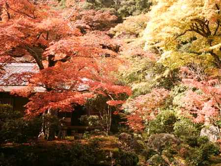 紅葉の実相院