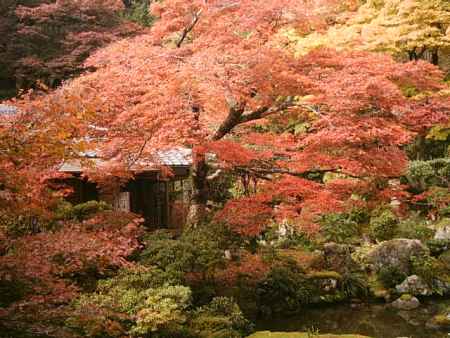 紅葉の実相院