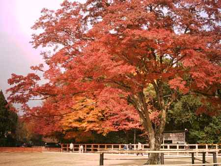 秋の上賀茂神社