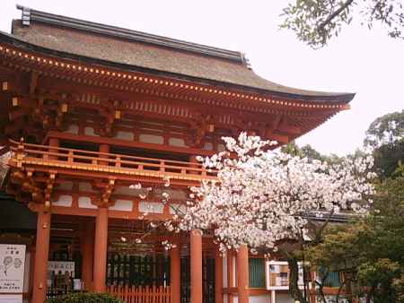 春の上賀茂神社