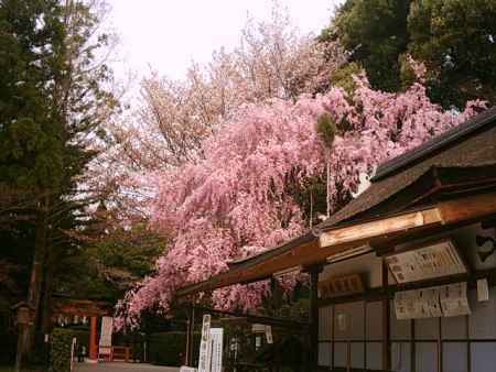 上賀茂神社の枝垂れ桜