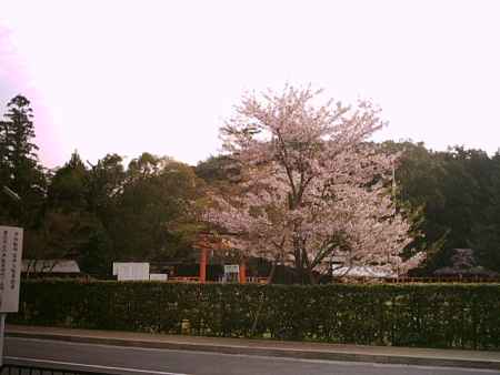 春の上賀茂神社