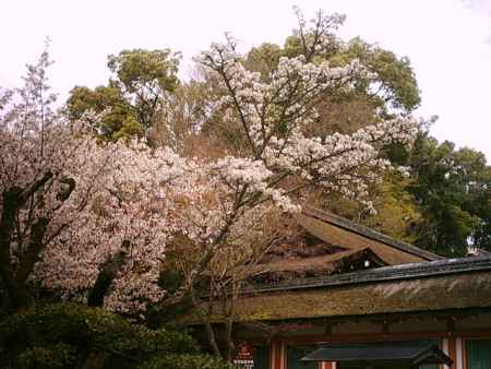 春の上賀茂神社