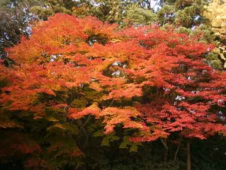 八瀬の紅葉