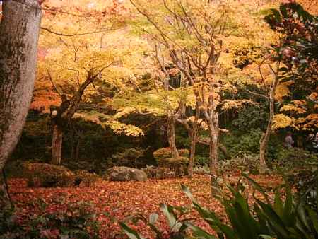 圓光寺の紅葉