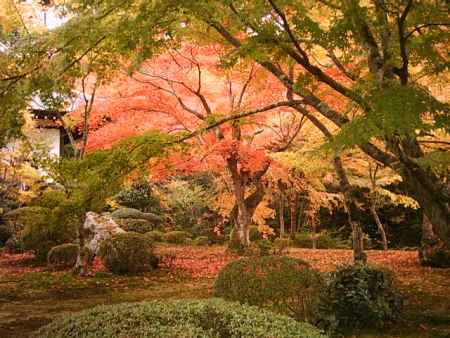 秋の圓光寺