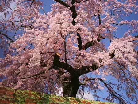 円山公園の枝垂れ桜