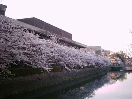 岡崎公園の桜