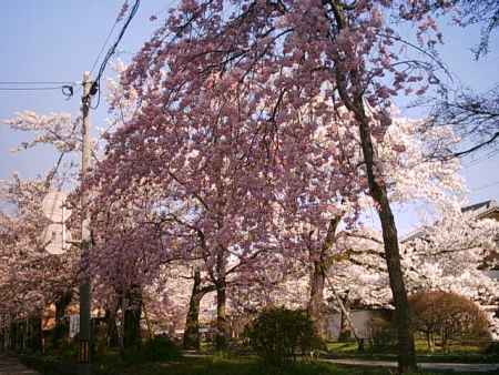 哲学の道の桜