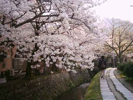 春の哲学の道