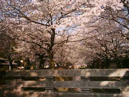 哲学の道の桜並木