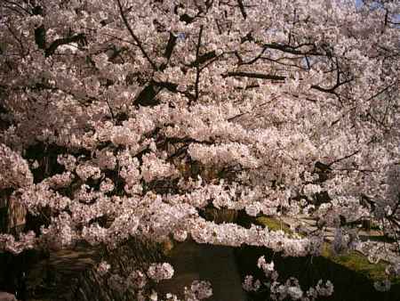 哲学の道の満開の桜