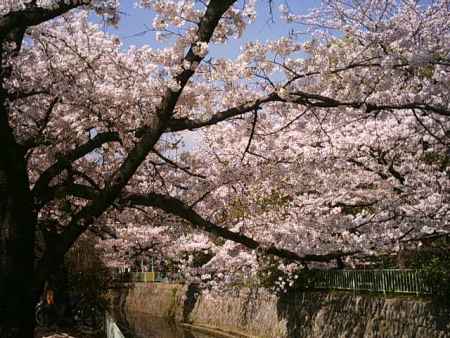 哲学の道の桜並木