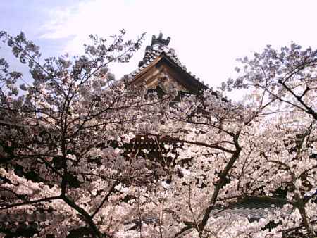 南禅寺の桜