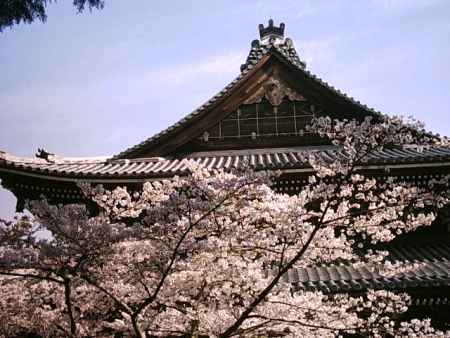 南禅寺の桜