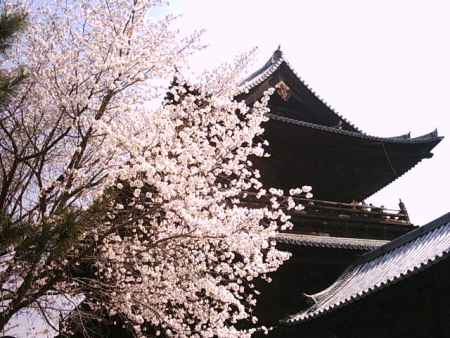 南禅寺三門と桜