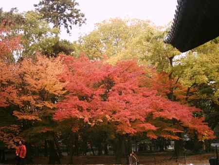 南禅寺の紅葉