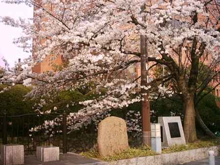 木屋町通の桜