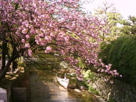 高瀬川と桜