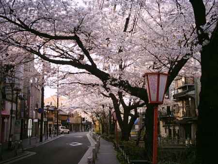 春の木屋町通り