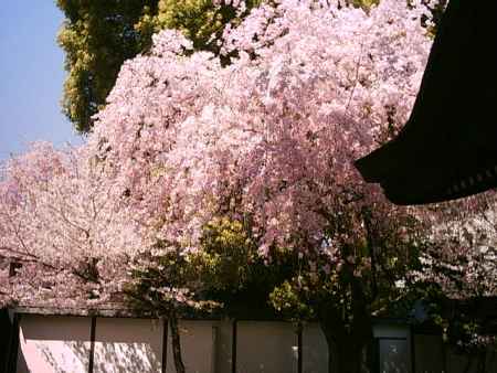 仏光寺の桜