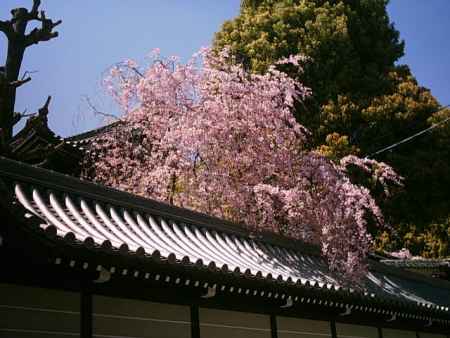 春の仏光寺