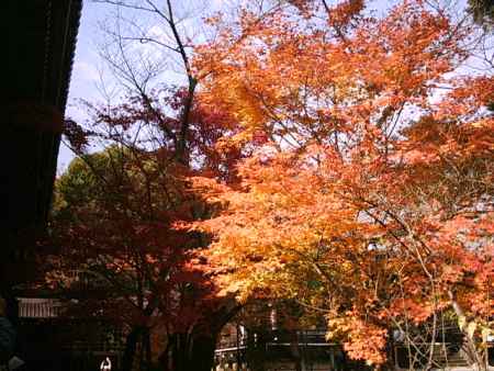 光明寺　紅葉