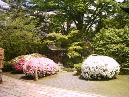 広隆寺　満開のつつじ