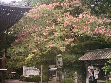 善峯寺　本堂横の百日紅