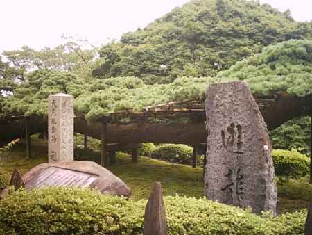 善峯寺　遊龍の松