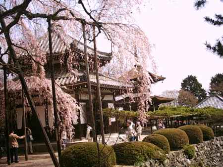 善峯寺の枝垂桜