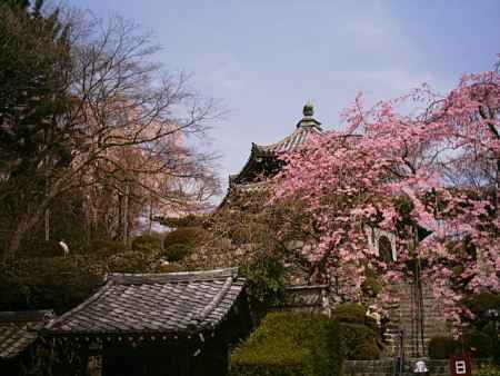 善峯寺の春