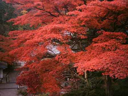 善峰寺　真っ赤に染まった紅葉