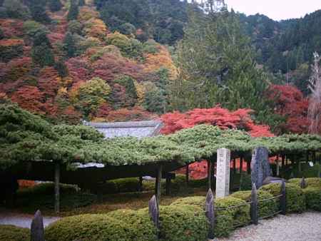 善峯寺　秋の遊龍の松