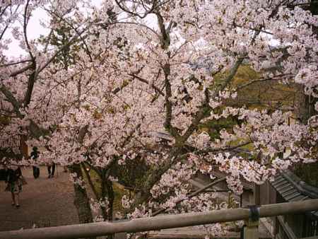 大覚寺の桜