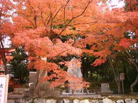 天龍寺の紅葉