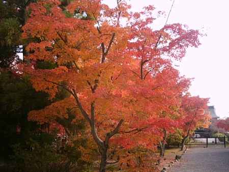 天龍寺　鮮やかに染まった紅葉