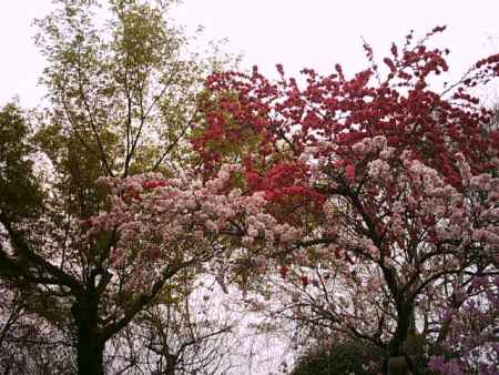 天龍寺　桜