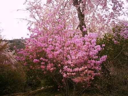 天龍寺の桜