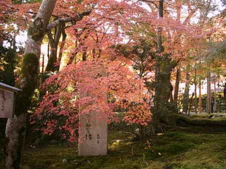 二尊院　紅葉