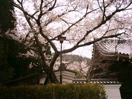 二尊院の桜