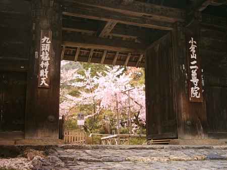 二尊院　総門と桜