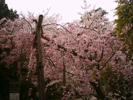 二尊院の枝垂桜
