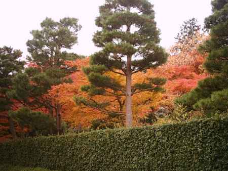 宝厳院の紅葉