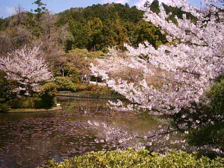 龍安寺　桜と鏡容池