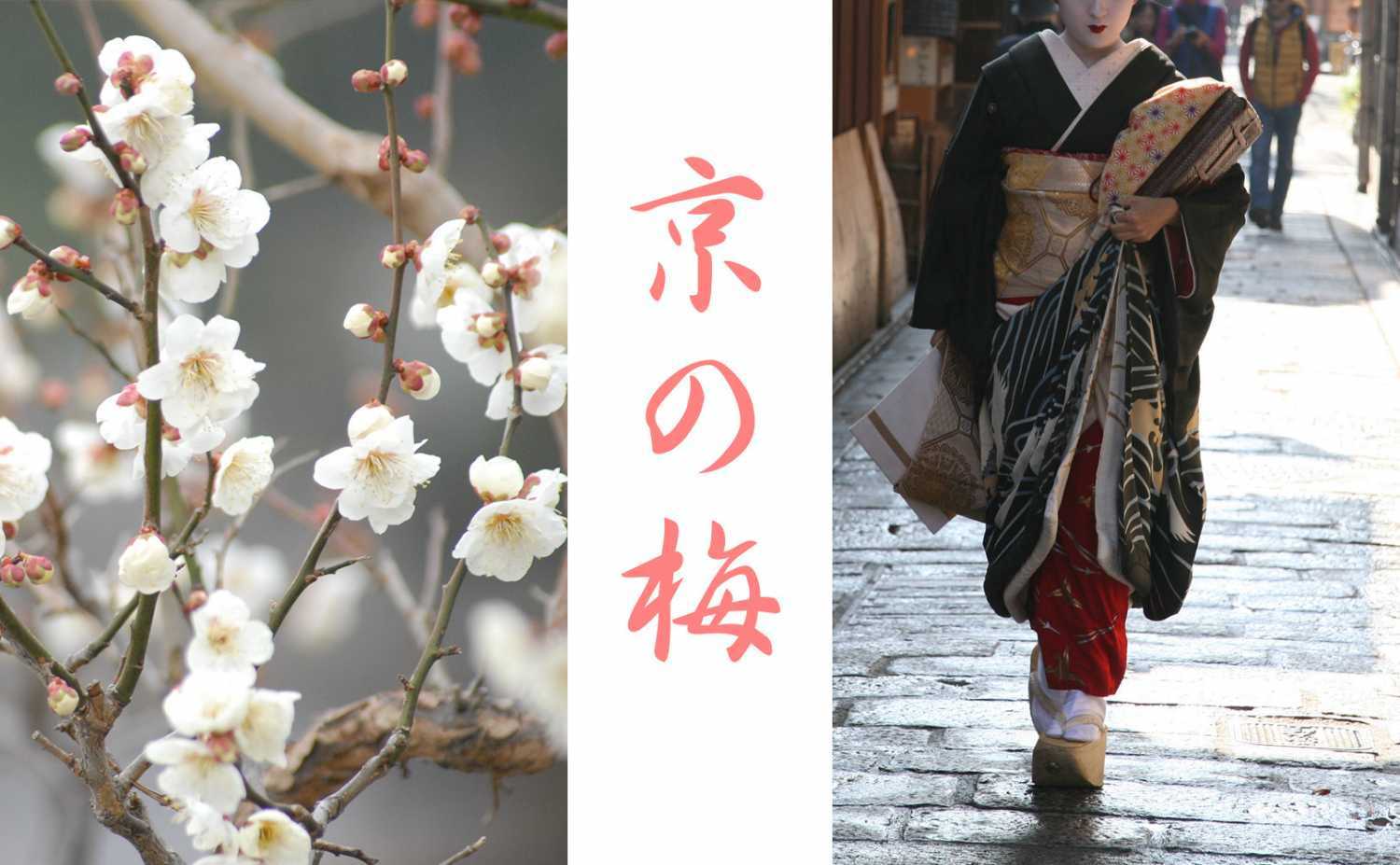 京都の梅