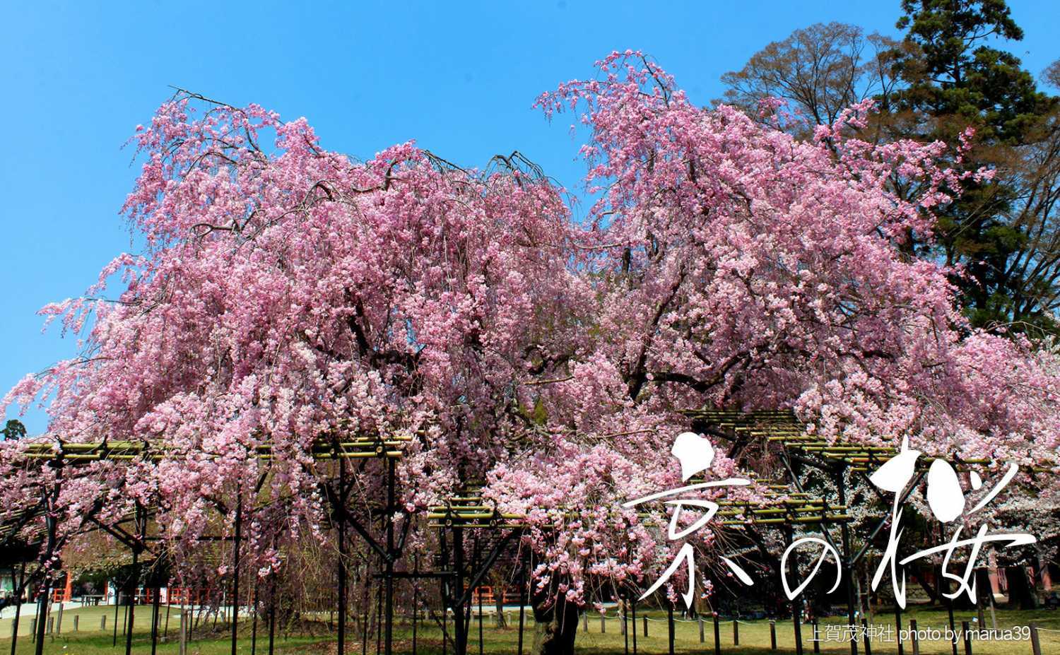 京都の桜2024