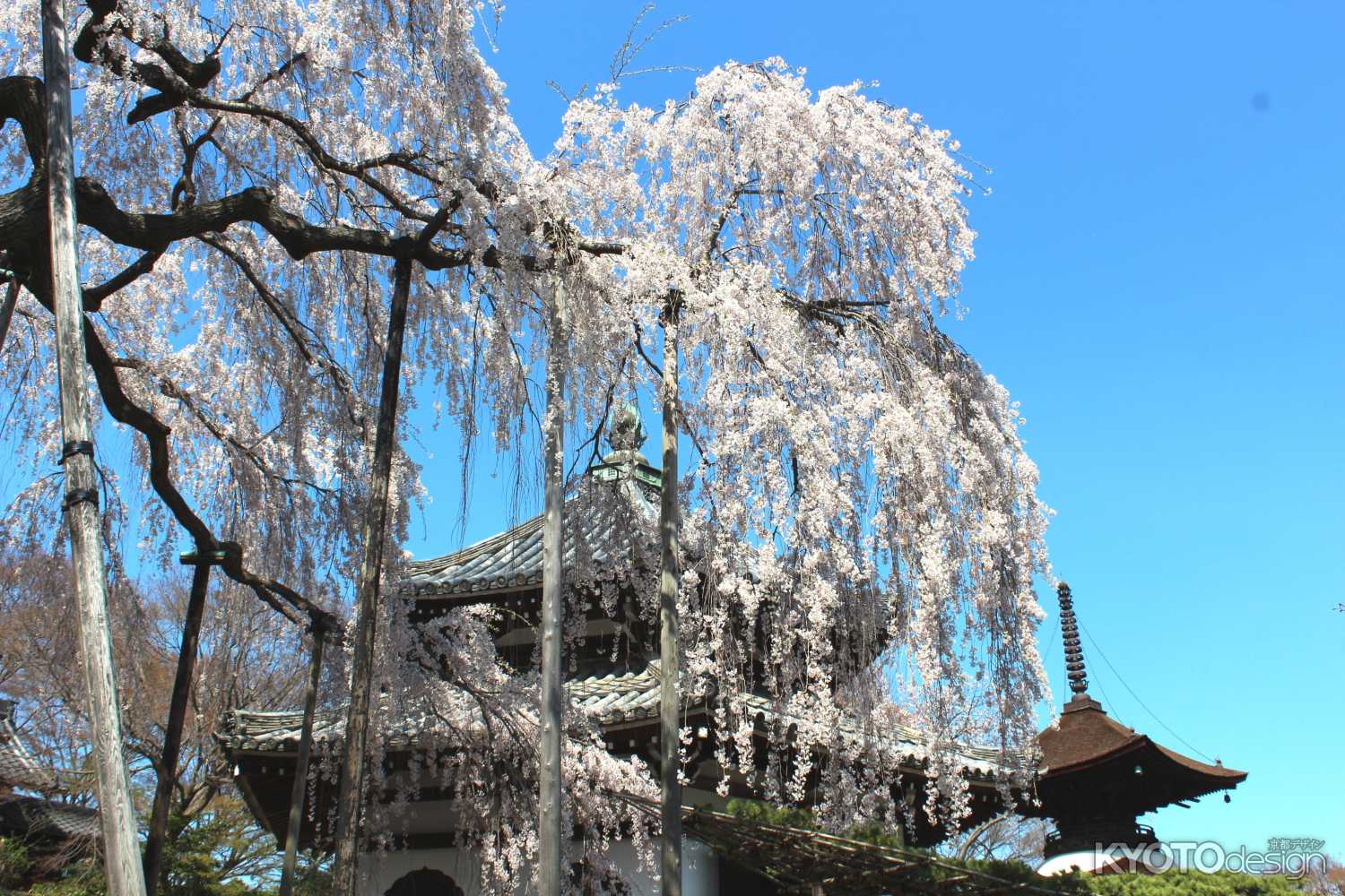 善峯寺の桜