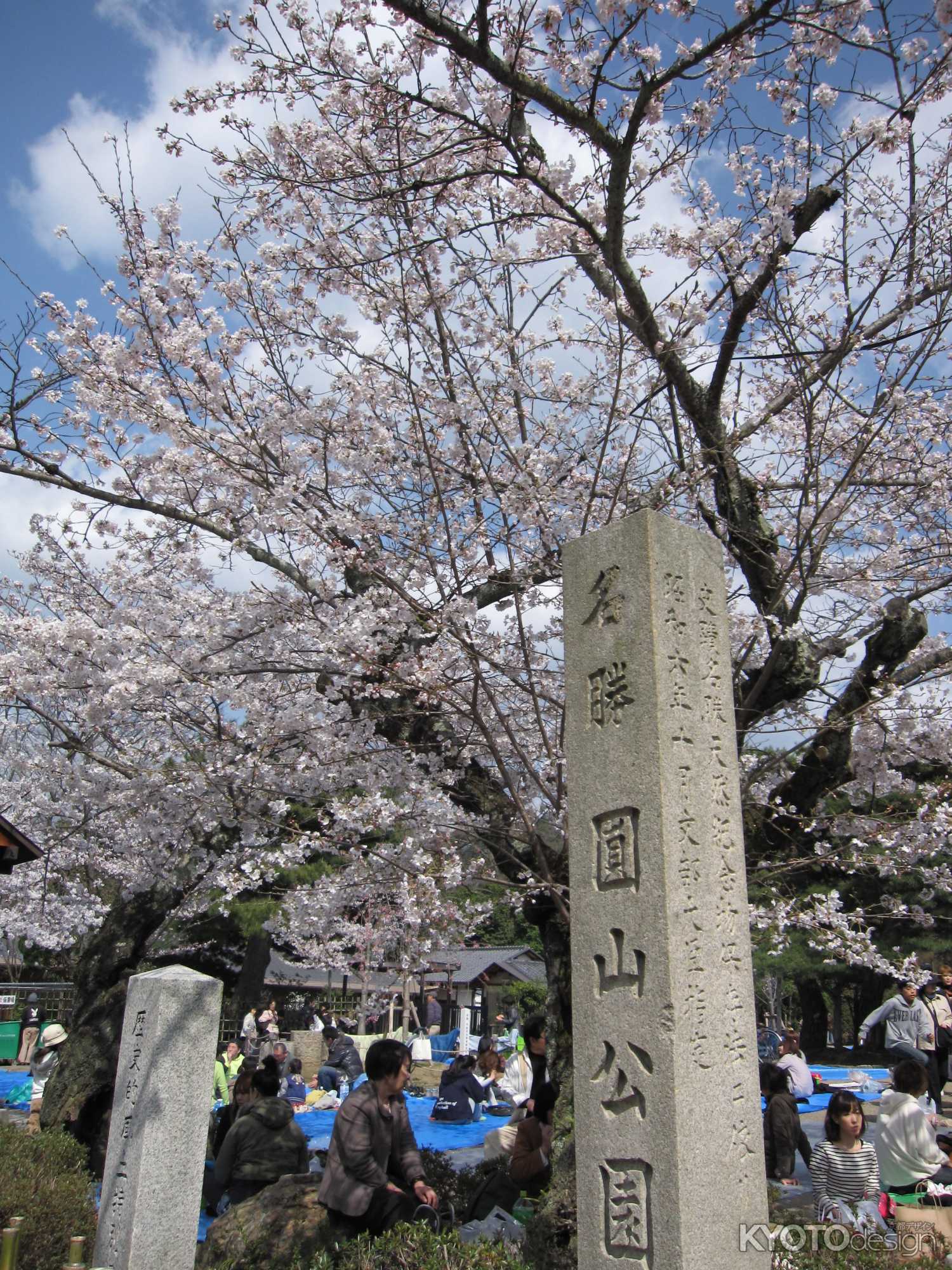 桜の時期の円山公園