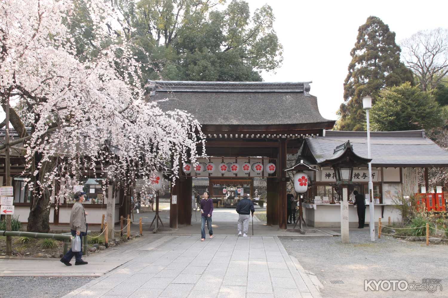 平野神社　桜と門